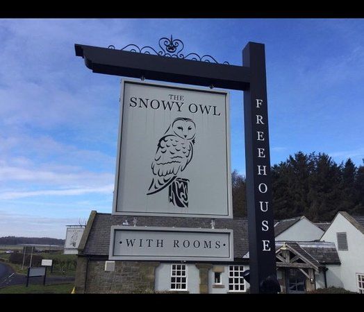 The Snowy Owl