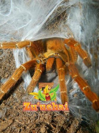 Zu'uehai artropodario y vivarium