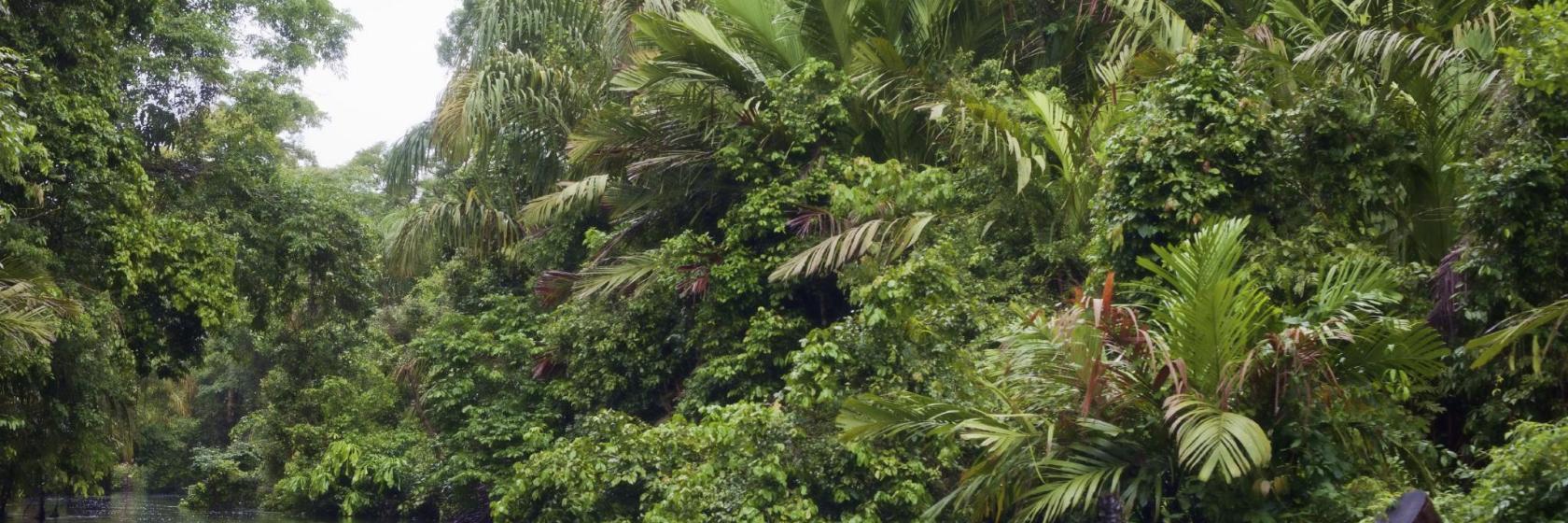 Tortuguero National Park Office