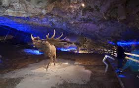 C. I. Animals Glacial Avin and Cave Peruyal