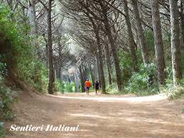 Pineta in Marina di Cecina