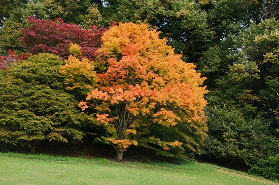 Batsford Arboretum