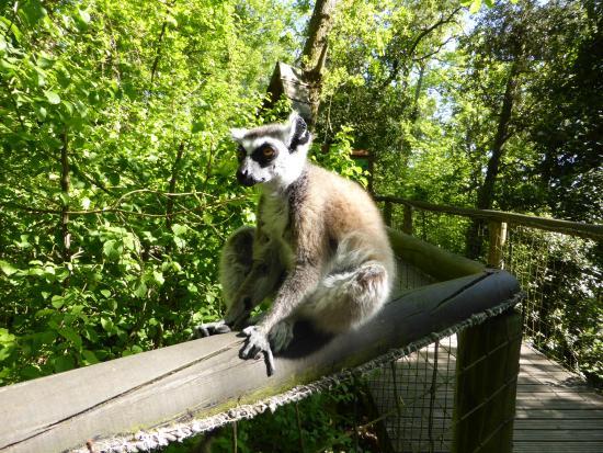 Zoological Reserve Calviac