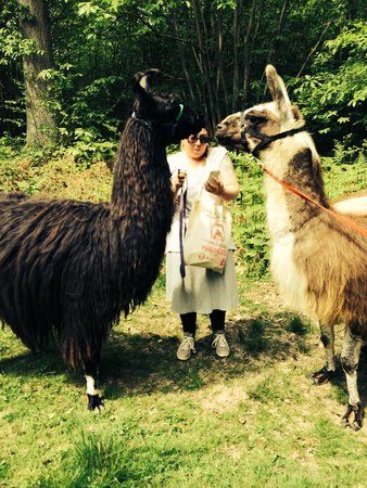 Bluecaps Llamas
