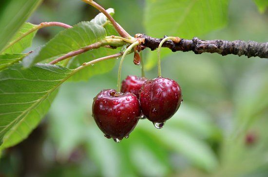 Red Hill Cherry Farm