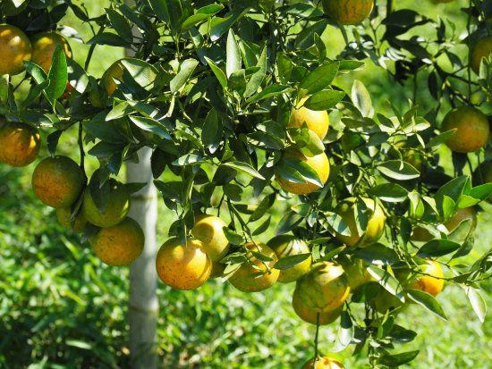 Thanatorn Orange Farm