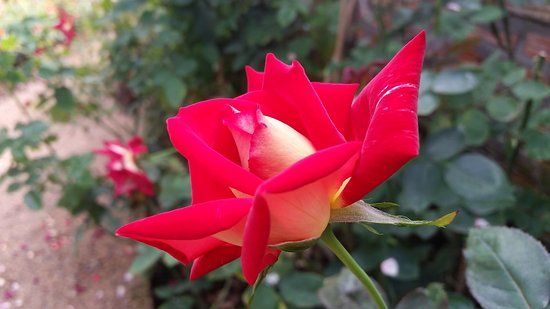 Houy Pak Pai Rose Garden