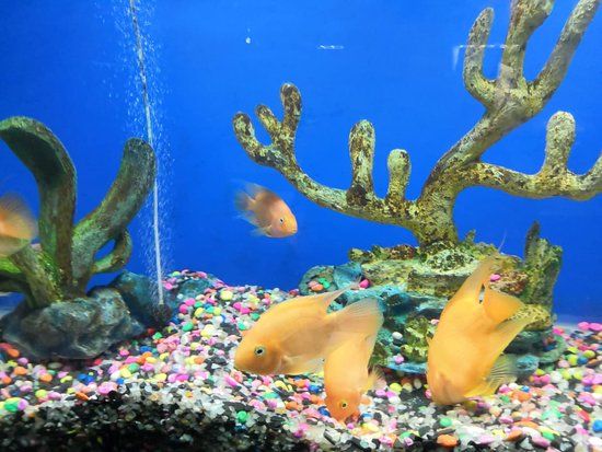 Abyss Marine Fish Aquarium