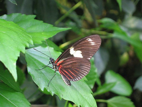 Schmetterlingspark Klutz