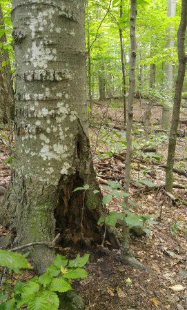 Kurtz Woods Natural Area