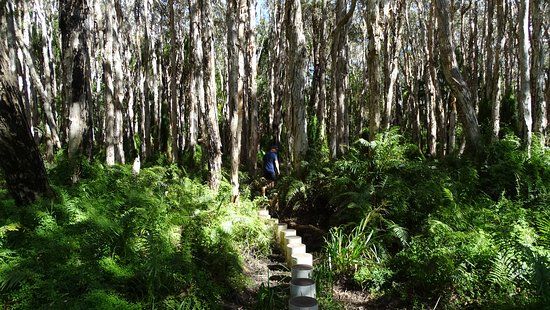 Paperbark Forest Walk
