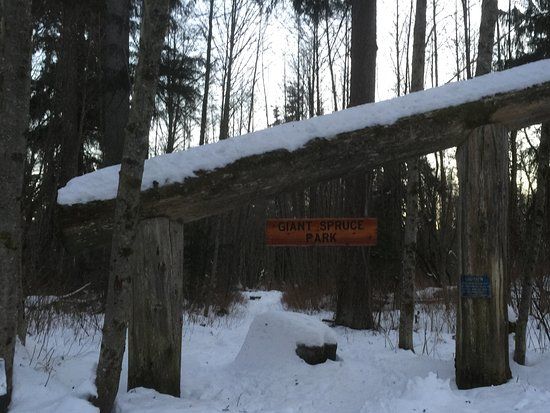 Giant Spruce Park