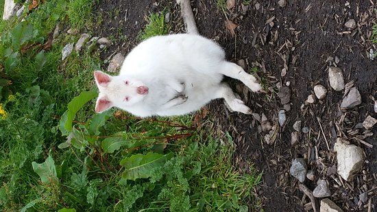Errigal View Pet Farm