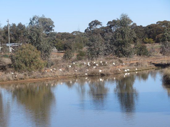 West Wyalong Wetlands