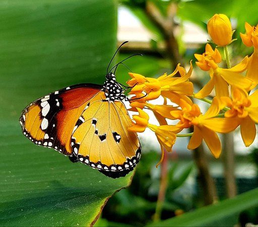 Butterfly Jungles Experience & Garden Plant Centre