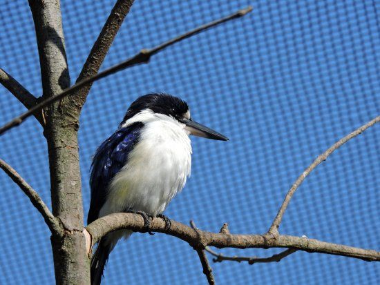On the Perch Bird Park