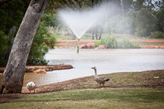 Outback Native Timber Walk
