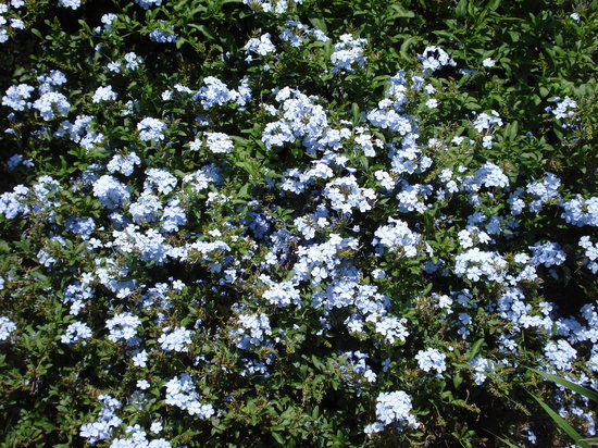 Binsar Wildlife Sanctuary